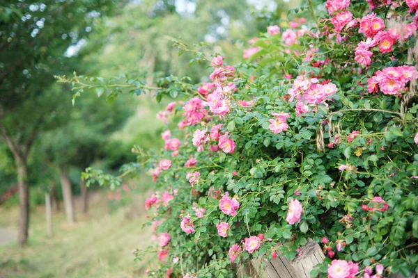 Πυκνοί Θάμνοι Ανθισμένα Ροζ Τριαντάφυλλα Θάμνους Φράχτη Στον Κήπο — Φωτογραφία Αρχείου