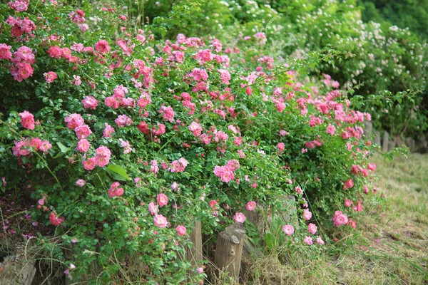 Arbustos Densos Rosas Rosadas Florecientes Seto Cerca Jardín —  Fotos de Stock