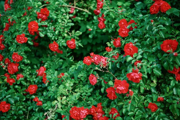 Bushes Blooming Bright Red Roses Garden — Stock Photo, Image