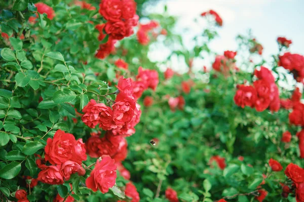 Arbustos Rosas Rojas Brillantes Florecientes Jardín —  Fotos de Stock