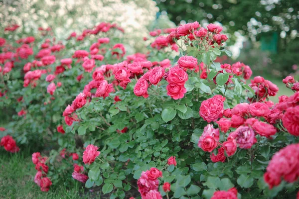 Arbustos Rosas Rosadas Brillantes Jardín —  Fotos de Stock