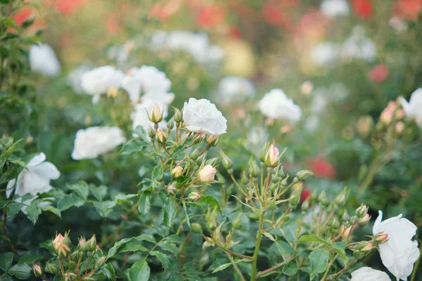 Arbustos Rosas Blancas Florecientes Jardín Enfoque Suave —  Fotos de Stock