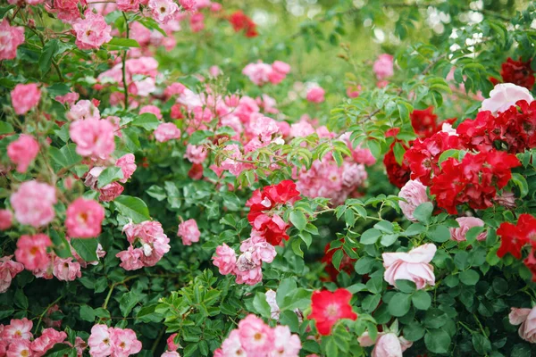 Des Buissons Roses Fleurs Roses Rouges Dans Jardin — Photo