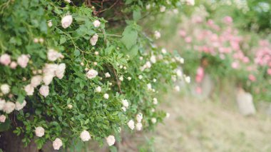 Çiçek açan beyaz ve pembe güller, çitler, bahçedeki çitler. Seçici odak.