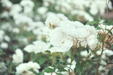 Bahçede çiçek açan beyaz güller. Seçici odak.