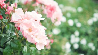 Bahçede çiçek açan pembe güller. Yumuşak odak.