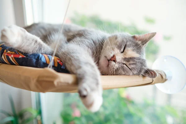 Gato Doméstico Duerme Dulcemente Una Hamaca Ventana Linda Mascota Descansando — Foto de Stock