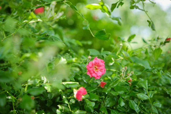 Small Blooming Pink Rose Rose Bush Garden Soft Focus Blurred — Stock Photo, Image