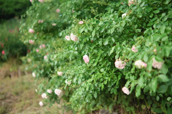 Buskar Med Blommande Ljusrosa Rosor Trädgården Tjocka Häckar Rosenbuskar — Stockfoto