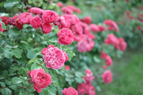 Krzewy Kwitnących Jasnoróżowych Róż Ogrodzie — Zdjęcie stockowe
