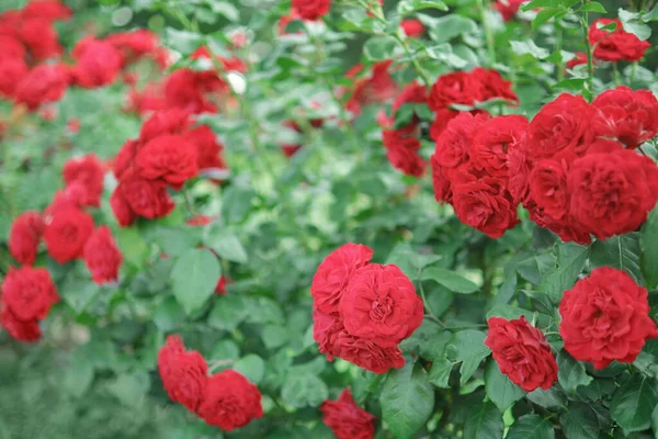 Arbustos Rosas Vermelhas Brilhantes Florescendo Jardim — Fotografia de Stock
