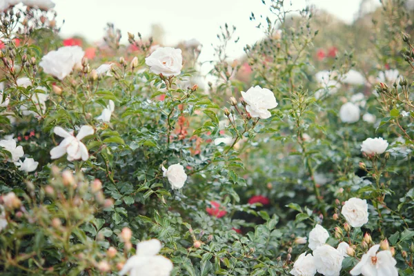 Virágzó Fehér Rózsák Bokrai Kertben Lágy Fókusz — Stock Fotó