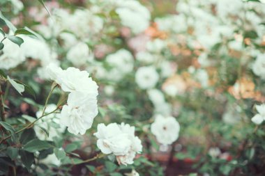 Bahçede çiçek açan beyaz güller. Seçici odak.