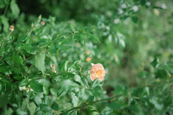 ピンク色の小さな花を咲かせました 庭にバラの芽を持つブッシュ ソフトフォーカス ぼやけた背景 — ストック写真