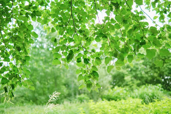 Zielone Naturalne Tło Gałęziami Lipy Pierwszym Planie Park Krajobraz Lecie — Zdjęcie stockowe