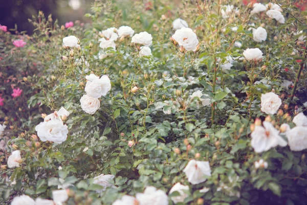 Arbustos Rosas Brancas Florescendo Jardim Foco Suave — Fotografia de Stock