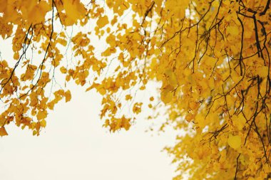 Gökyüzüne karşı sarı ıhlamur dalları. Sonbahar altın yaprakları. Sonbahar zamanı, bulutlu hava.