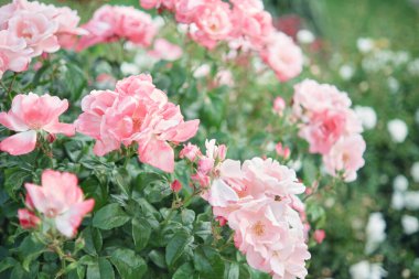 Bahçede çiçek açan pembe güller. Yumuşak odak.