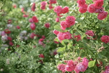 Yaz bahçesinde açan pembe güller.