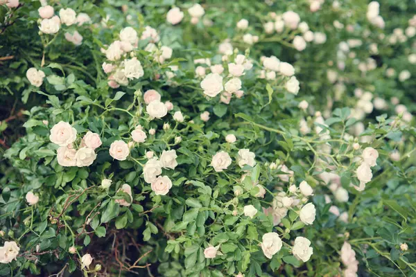 Blooming White Roses Garden Wedding Background — Stock Photo, Image