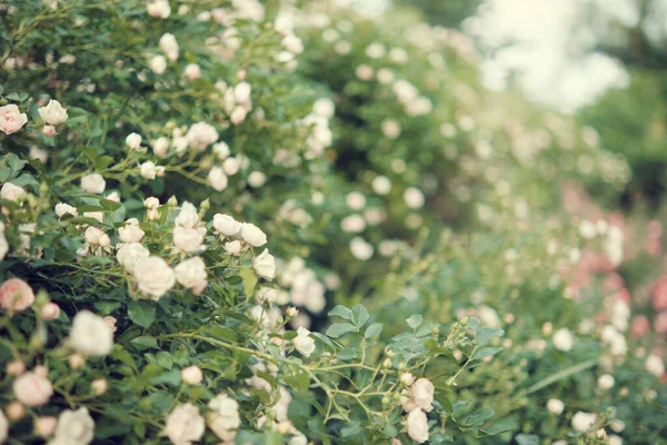 Ανθισμένα Λευκά Τριαντάφυλλα Στον Κήπο Φόντο Του Γάμου Επιλεκτική Εστίαση — Φωτογραφία Αρχείου