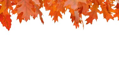 Kırmızı meşe yaprakları beyaz arka planda izole. Sonbahar arkaplanı.