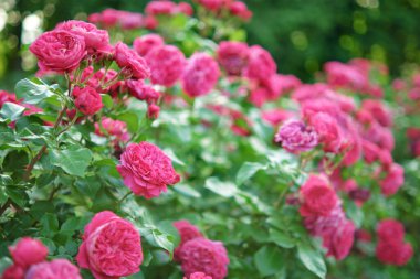 Bahçede açan parlak pembe güller..