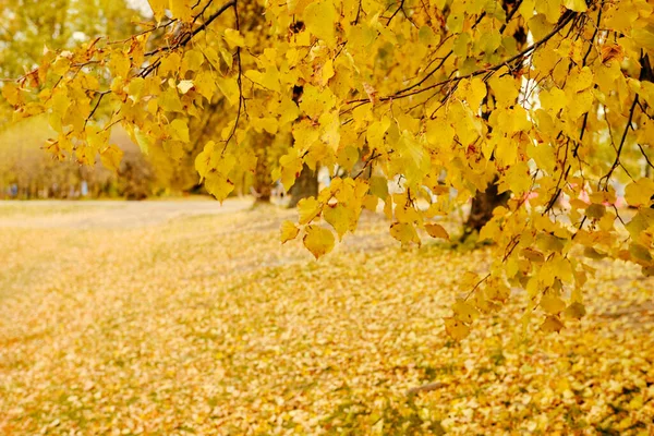 Önde sonbahar sarı ıhlamur dalları. Park, düşen yapraklar, sonbahar bulutlu hava.