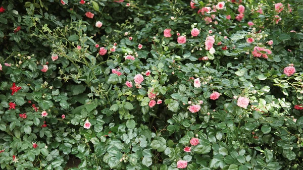 Dense Thickets Rose Bushes Garden Blooming Pink Roses — Stock Photo, Image