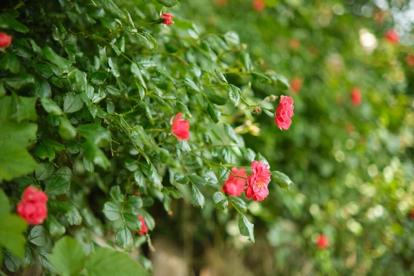 Blooming Rose Bushes Garden Live Green Fence Thickets Roses — Stock Photo, Image