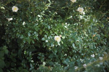 Bahçedeki gül çalıları yoğunlaşmıştı. Çok yoğundu. Çiçekli krema gülleri.
