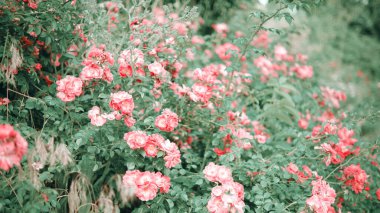 Bahçede çiçek açan pembe güllerin yoğun çalıları.