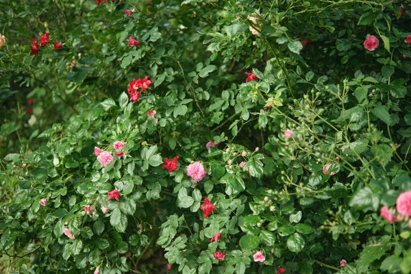 Dense Thickets Flowering Rose Bushes Garden Pink Red Roses — Stock Photo, Image