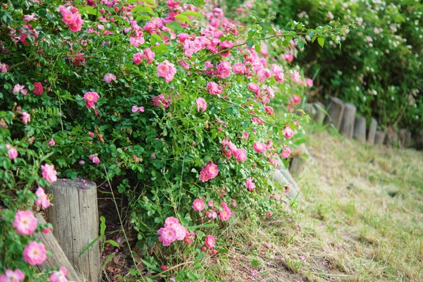 庭のピンクのバラ ヘッジ フェンスの開花の密な茂み — ストック写真