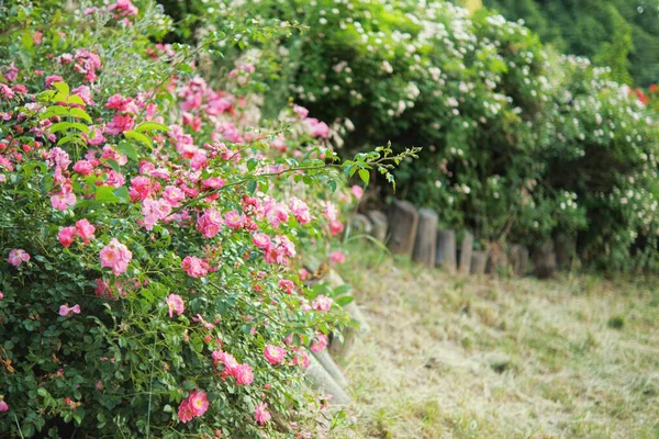 Täta Buskar Med Blommande Rosa Rosor Häck Staket Trädgården — Stockfoto