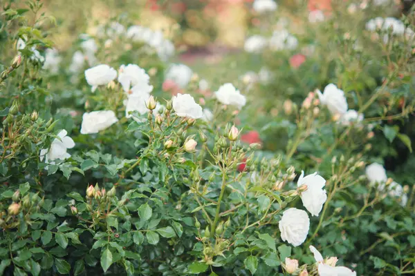 Krzewy Kwitnących Białych Róż Ogrodzie Miękkie Skupienie — Zdjęcie stockowe