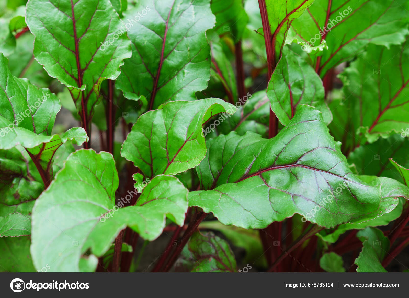 Green Beet Leaves Red Stems Veins Growing Beets Garden Stock Photo by ©TanyaJoy 678763194
