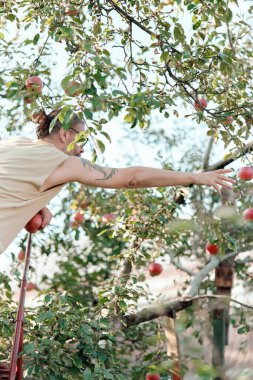 Adam, bahçedeki bir ağaçtaki bir elmaya elini uzatır. Sonbahar hasadı, bahçe işleri..