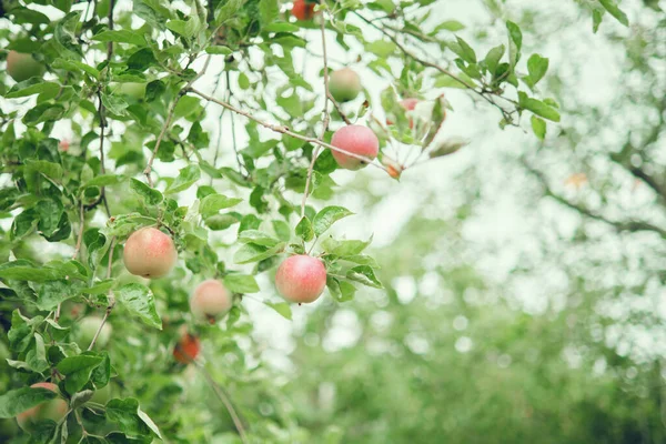 Dojrzałe Jabłka Wiszące Gałęziach Drzew Sadzie — Zdjęcie stockowe