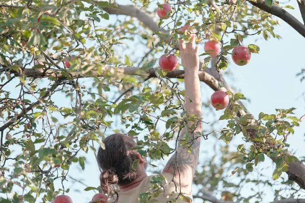 Homme Tend Main Une Pomme Sur Arbre Dans Jardin Récolte — Photo