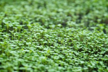 Sebze bahçesinde yetişen taze turplar..