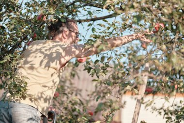 Adam, bahçedeki bir ağaçtaki bir elmaya elini uzatır. Sonbahar hasadı, bahçe işleri..