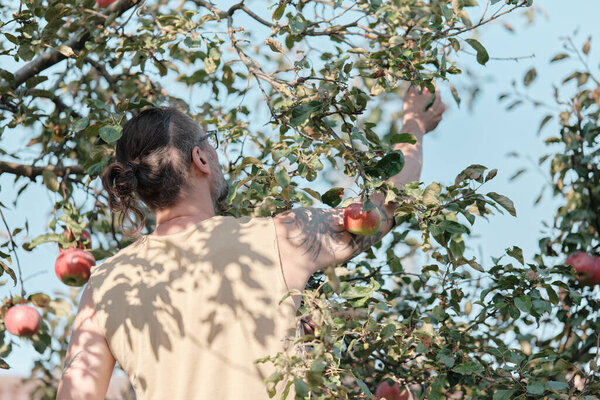Man picks apples from a tree in the garden. Autumn harvest, gardening.