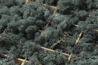 Ahşap bir kutuda ren geyiği yosunu. Ahşap bir kutunun hücreleri yoğun olarak koyu liken ile doludur. Çiçek dekoru.