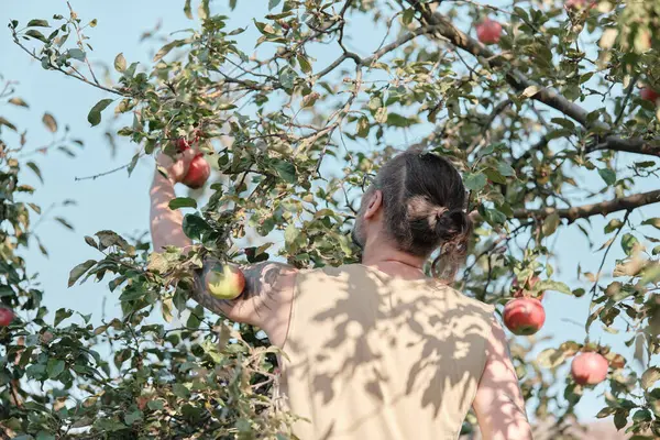Man picks apples from a tree in the garden. Autumn harvest, gardening.