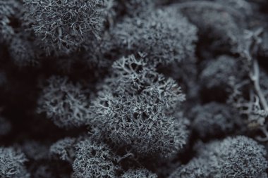 Ayrıntılı Ren geyiği Lichen yakın çekimi. Koyu gri İzlanda yosunu makrofotografı