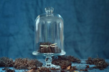 Ren Geyiği Moss ve Ejderhasineği Broşu Cam Kubbe 'nin Altında Görünüyor. Temiz bir cam saatin altında yosun ve dekoratif elementler sergileniyor..