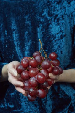 Mavi kadife arka planda kırmızı üzümleri tutan eller. Sağlıklı yaşam tarzı ve vegan gıda konsepti