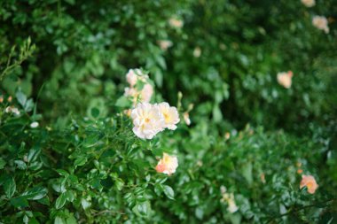 Bahçedeki gül çalıları yoğunlaşmıştı. Çok yoğundu. Çiçekli krema gülleri.
