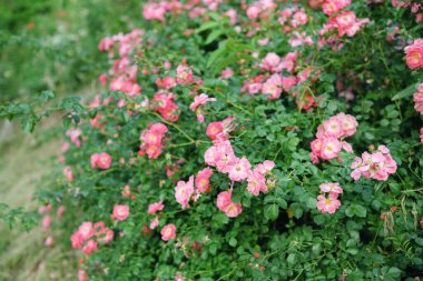 Bahçede çiçek açan pembe güllerin yoğun çalıları.
